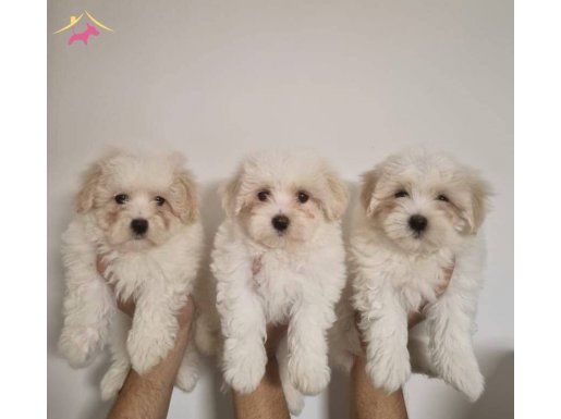 Safkan Maltese Terrier Yavruları - A Kalite Orijinal