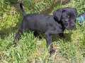 CANECORSO DEV YAVRU 