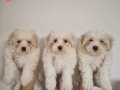 Safkan Maltese Terrier Yavruları - A Kalite Orijinal