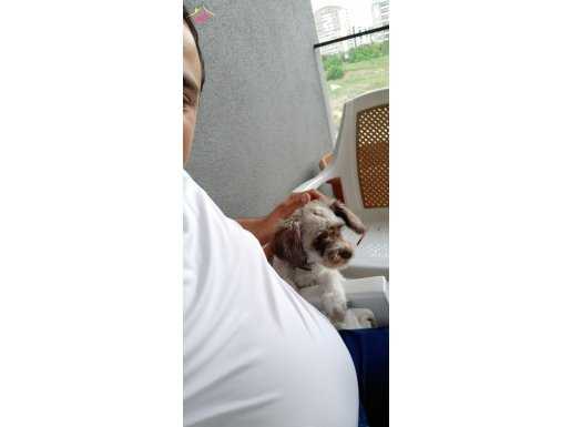 Safkan iskoç terrier yavruları 
