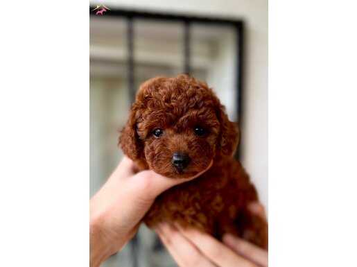 TOY POODLE ORJİNAL TEDDY YAVRULAR