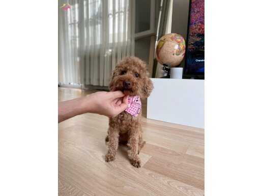 YETİŞKİN TOY POODLE (DİŞİ) 