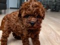 POODLE SAFKAN TEACUP (en küçük boy) RED