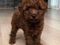 POODLE SAFKAN TEACUP (en küçük boy) RED