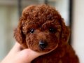 POODLE SAFKAN TEACUP (en küçük boy) RED