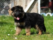 Muhteşem Alman Kurdu Yavrularımız 