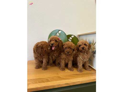 ORJİNAL TOY POODLE BEBEKLER SAKARYA