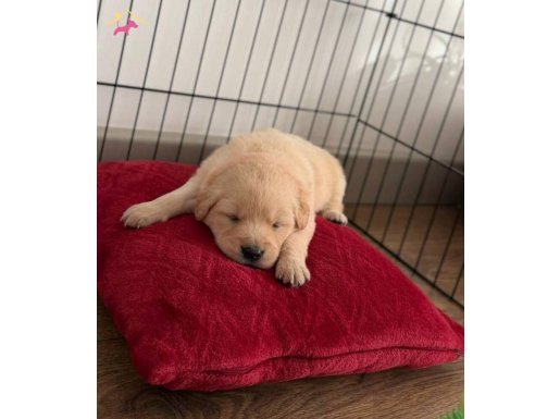 BABY FACE GOLDEN RETRİEVER YAVRULAR SAKARYA