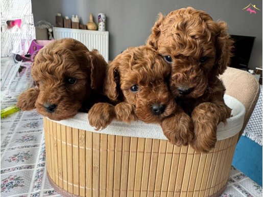 ANNE ALTİNDAN TOY POODLE YAVRULAR SAKARYA