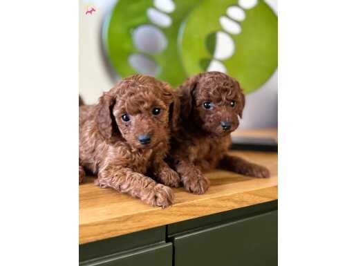 ORJİNAL BEBEK SURAT TOY POODLE YAVRULAR SAKARYA