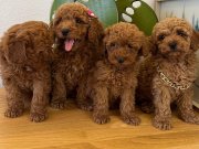 ORJİNAL TOY POODLE BEBEKLER SAKARYA