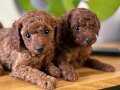 ORJİNAL BEBEK SURAT TOY POODLE YAVRULAR SAKARYA
