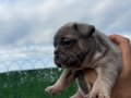 EGZOTİK FRENCH BULLDOG YAVRULAR ÖZEL OLMAK İSTEYENLERE