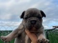 EGZOTİK FRENCH BULLDOG YAVRULAR ÖZEL OLMAK İSTEYENLERE