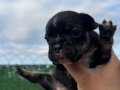 EGZOTİK FRENCH BULLDOG YAVRULAR ÖZEL OLMAK İSTEYENLERE
