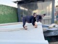 EGZOTİK FRENCH BULLDOG YAVRULAR ÖZEL OLMAK İSTEYENLERE