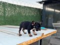 EGZOTİK FRENCH BULLDOG YAVRULAR ÖZEL OLMAK İSTEYENLERE