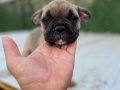 EGZOTİK FRENCH BULLDOG YAVRULAR ÖZEL OLMAK İSTEYENLERE