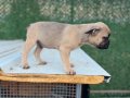 EGZOTİK FRENCH BULLDOG YAVRULAR ÖZEL OLMAK İSTEYENLERE