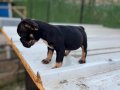 EGZOTİK FRENCH BULLDOG YAVRULAR ÖZEL OLMAK İSTEYENLERE