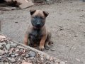 Sağlıklı eğitimli Belçika malinois 