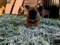 Sağlık ve ırk garantili Belçika malinois 