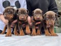 Kaliteli Ev Ortamından Kızıl Doberman Bebekler