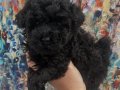 Nadir olan Full Black Toy Poodle Yavrumuz Ailesini Arıyor