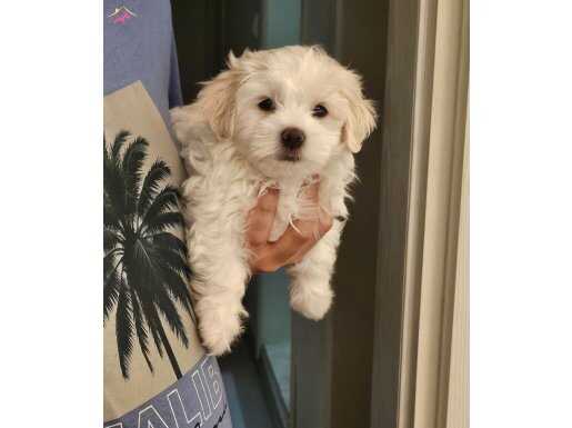 Can Emaneti Malta Teriyeri Yavrularımıza Özenle YuvaArıyoruz