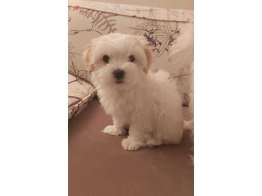 Ev İçin Mükemmel Tüy Dökmeyen Sevgi Pıtırcığı Maltese 