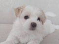 Özel Şartlarla Sahiplendirilecek Maltese Terrier Erkek 