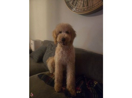 Eğitimli 8 Aylık Goldendoodle Toy Poodle Melezi Tüy Dökmeyen Yavru
