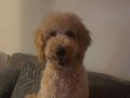 Eğitimli 8 Aylık Goldendoodle Toy Poodle Melezi Tüy Dökmeyen Yavru