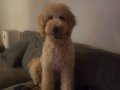 Eğitimli 8 Aylık Goldendoodle Toy Poodle Melezi Tüy Dökmeyen Yavru