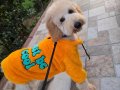 Eğitimli 8 Aylık Goldendoodle Toy Poodle Melezi Tüy Dökmeyen Yavru