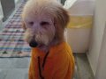 Eğitimli 8 Aylık Goldendoodle Toy Poodle Melezi Tüy Dökmeyen Yavru