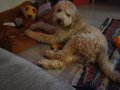 Eğitimli 8 Aylık Goldendoodle Toy Poodle Melezi Tüy Dökmeyen Yavru