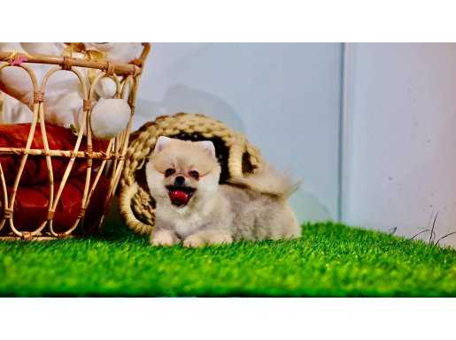 Güzel kızımız turkey puppies çiftliğinde