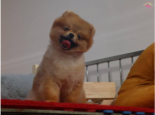 Show Class Teddy Bear Pomeranian Boo
