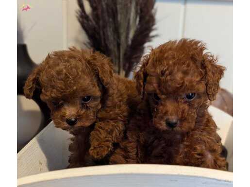 Orjinal Kore kan Toypoodle 
