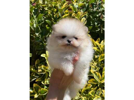 Partycolour Ayısurat Pomeranianboo