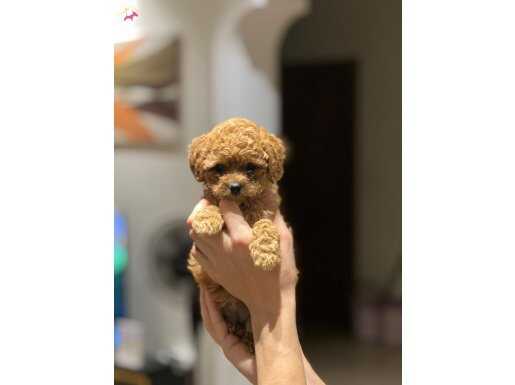 Orjinal Toy yavrularımız