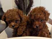 Orjinal Kore kan Toypoodle 