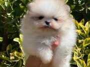 Partycolour Ayısurat Pomeranianboo
