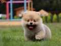 Güler yüzlü teddyface Pomeranian Boo