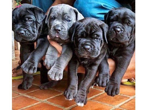 IRK VE SAĞLIK GARANTİLİ CANE CORSO YAVRULAR