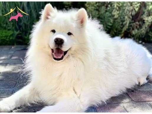 RESMİ İŞLETMEDEN SAMOYED YAVRULARI