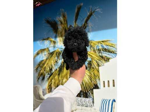 SİLVER TOYPOODLE YAVRULARI