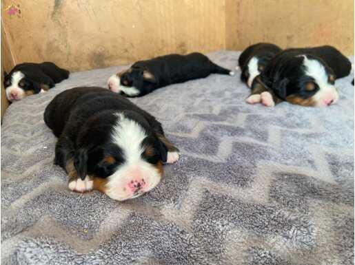 Resmi işletmeden orjinal bernese yavrular