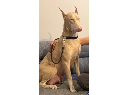 Albino doberman Türkiye de tek